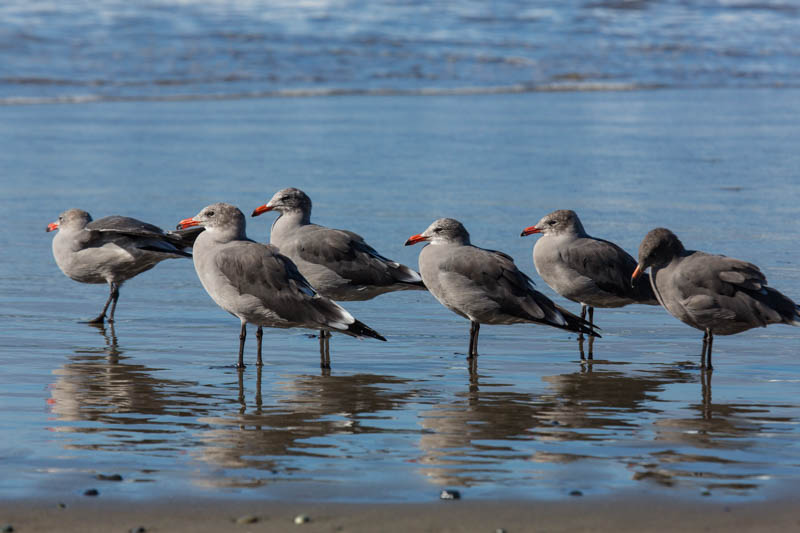 Heermans Gulls