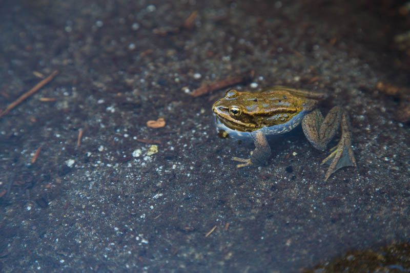 Red-Legged Frog