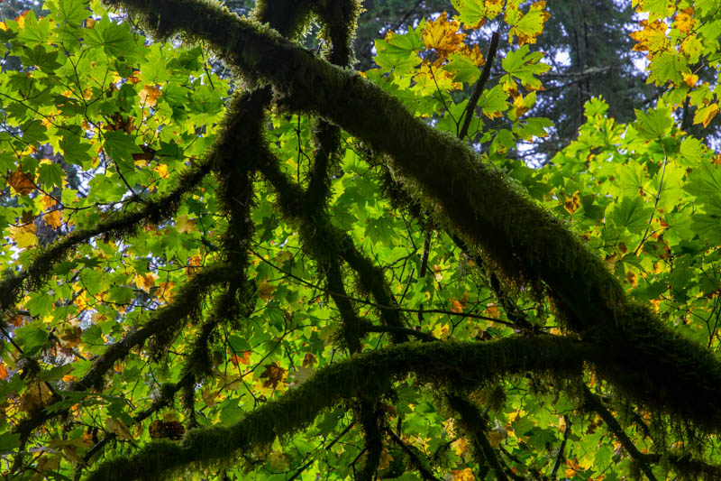 Moss-Covered Branches