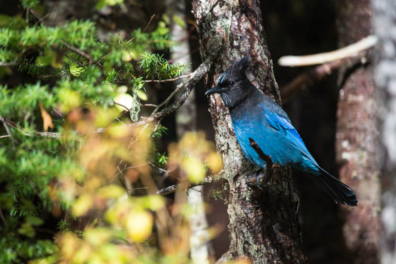 Stellars Jay
