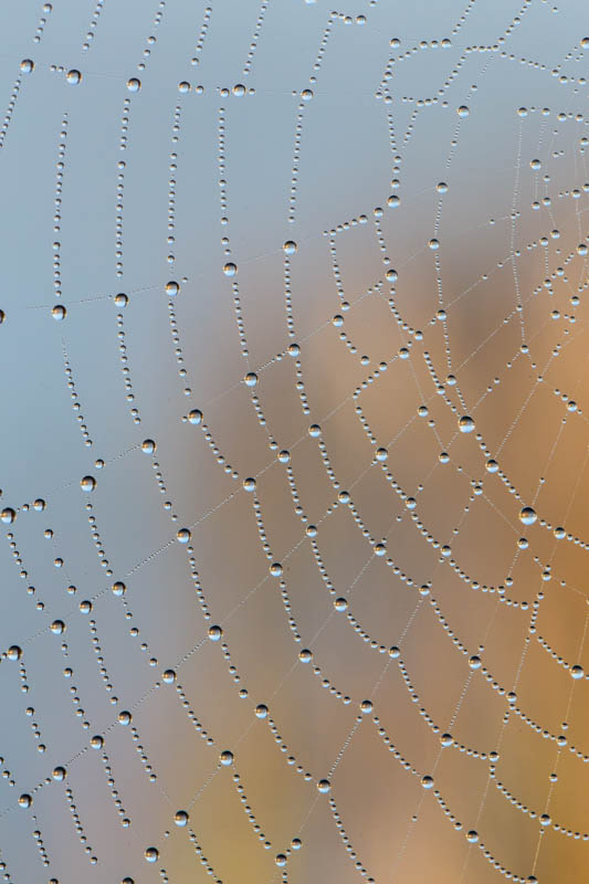 Dew On Spiderweb