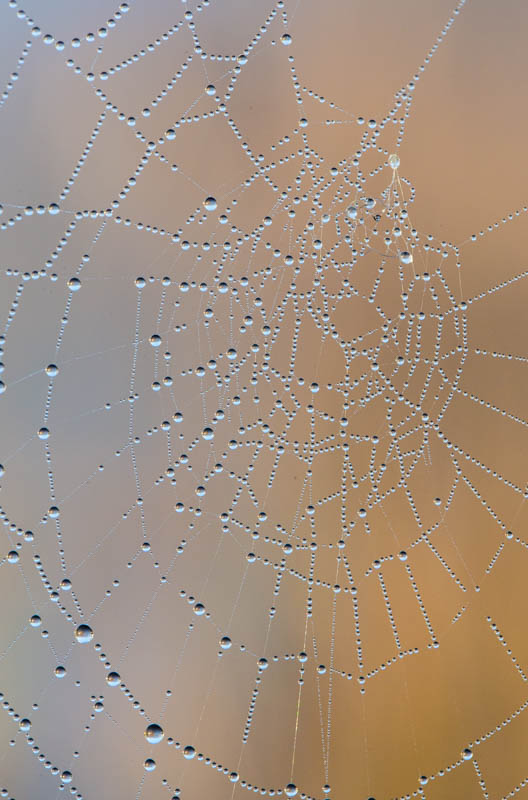 Dew On Spiderweb