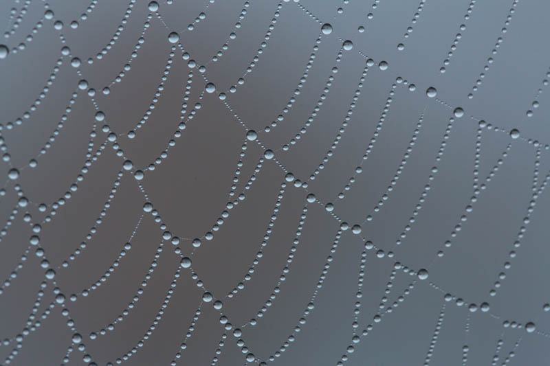 Dew On Spiderweb