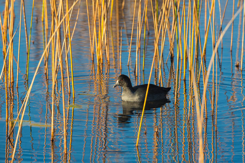 America Coot