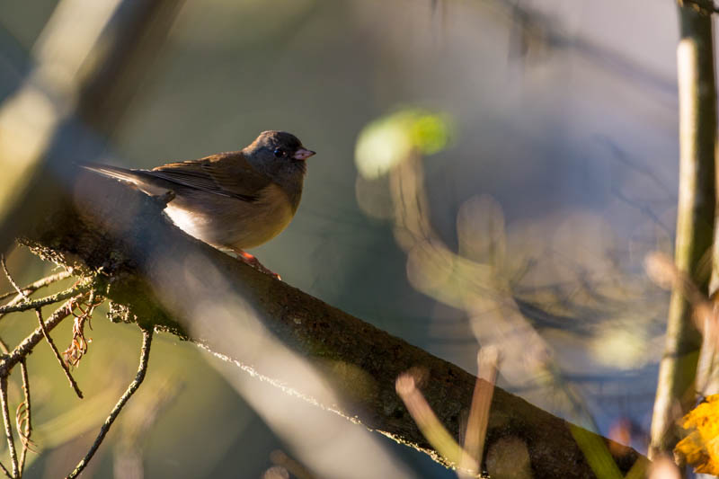 Oregon Junco