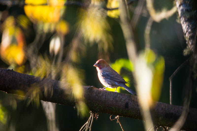 House Finch