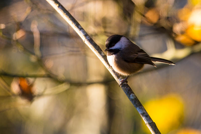 Black-Capped Chickadee
