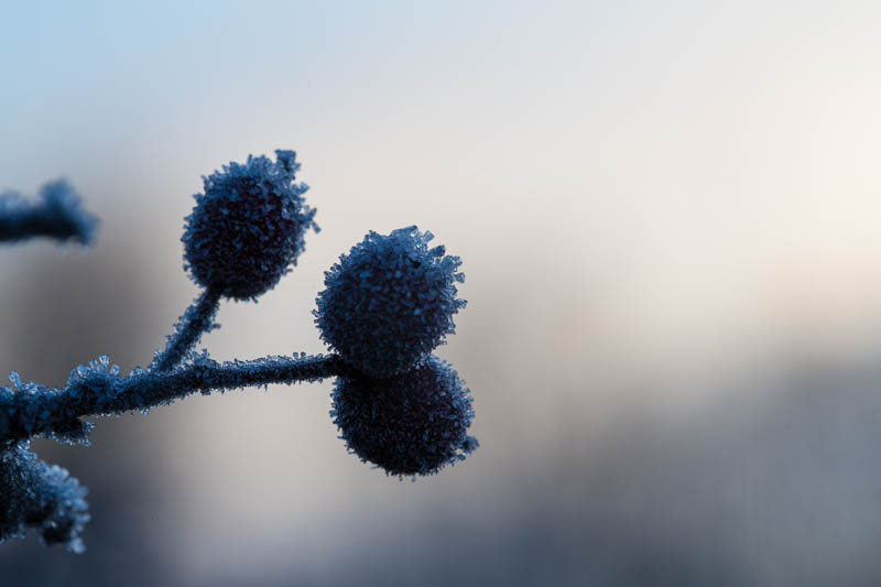 Ice Crystals On Berries