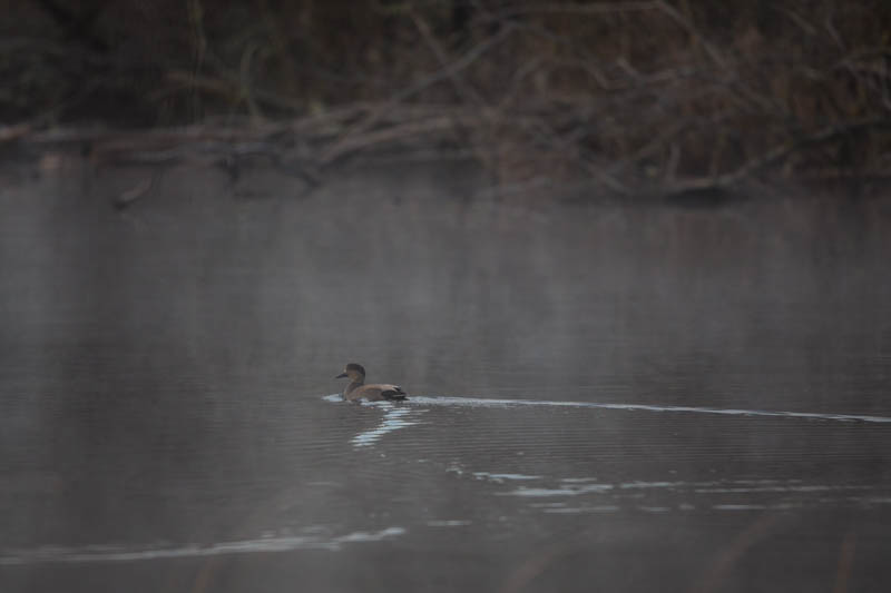 Gadwall