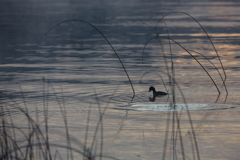 Bufflehead