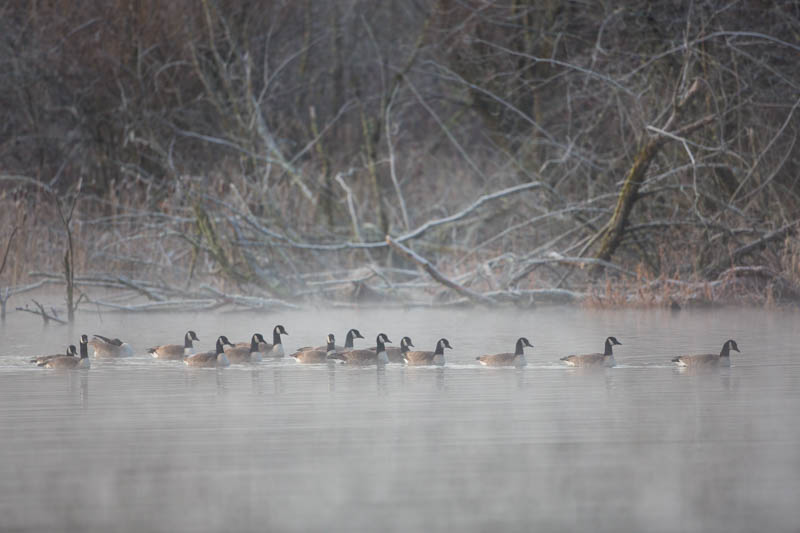 Candian Geese