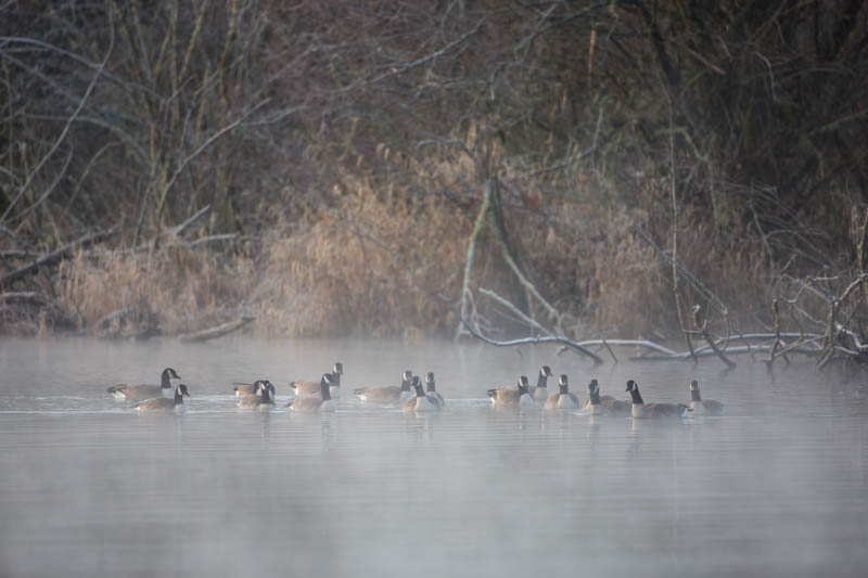 Candian Geese