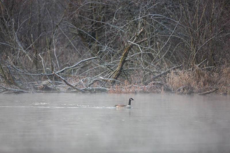 Candian Goose