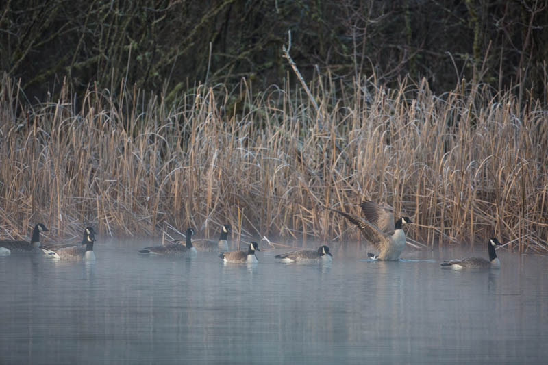 Candian Geese