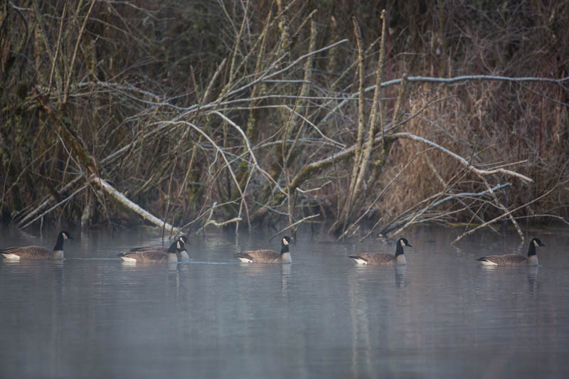 Candian Geese