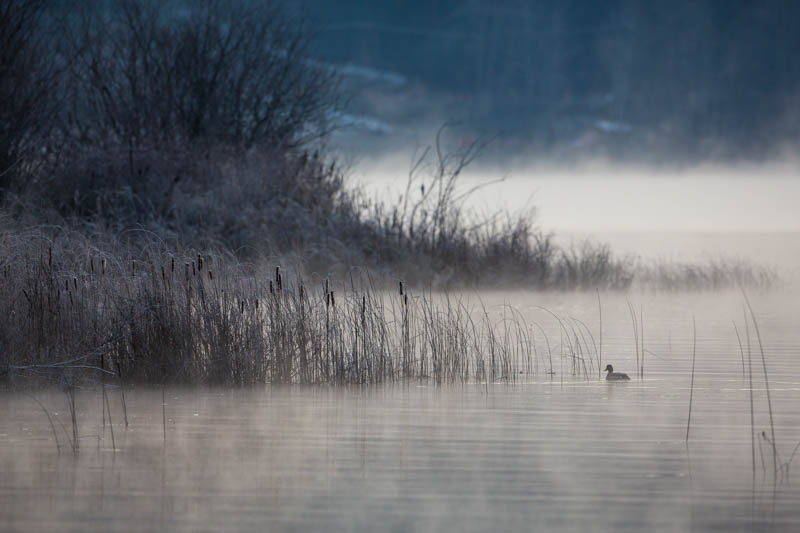 Mallard And Lakeshore