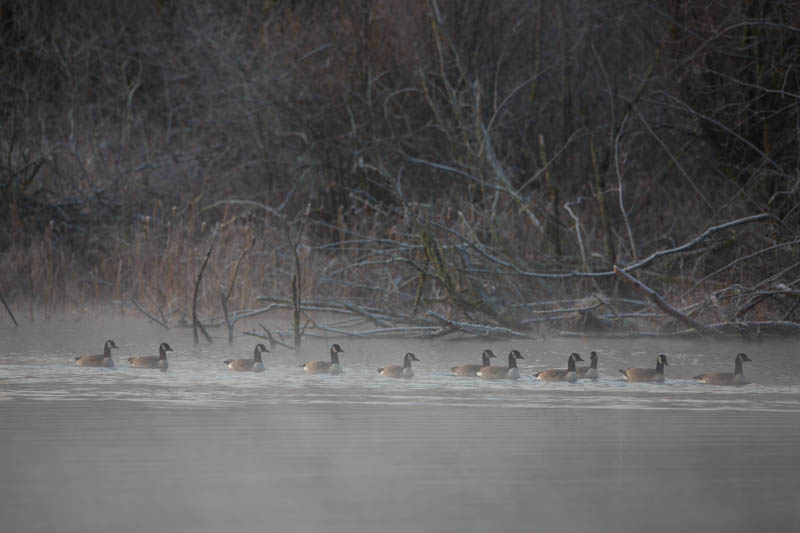 Candian Geese