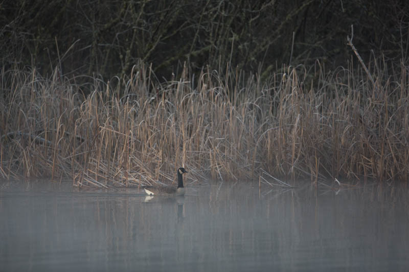 Candian Goose