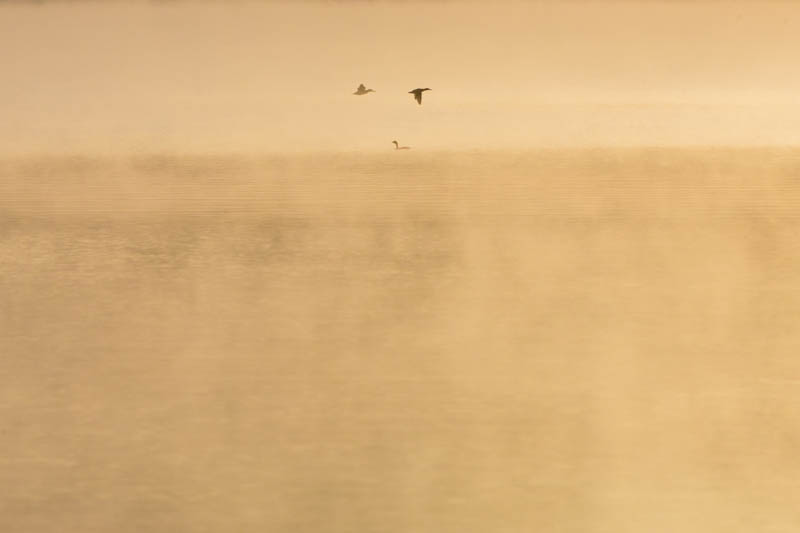 Northern Shoveller And Red-Necked Grebe At Sunrise