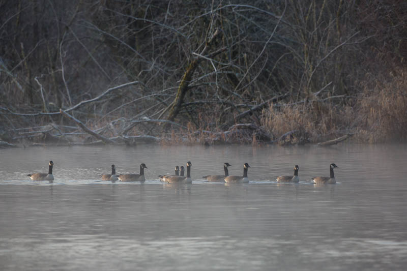 Candian Geese