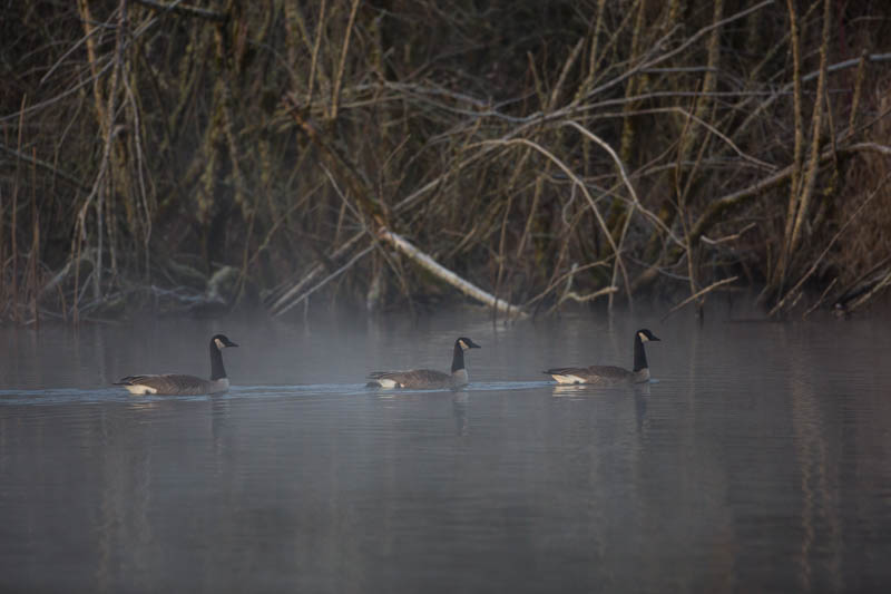 Candian Geese