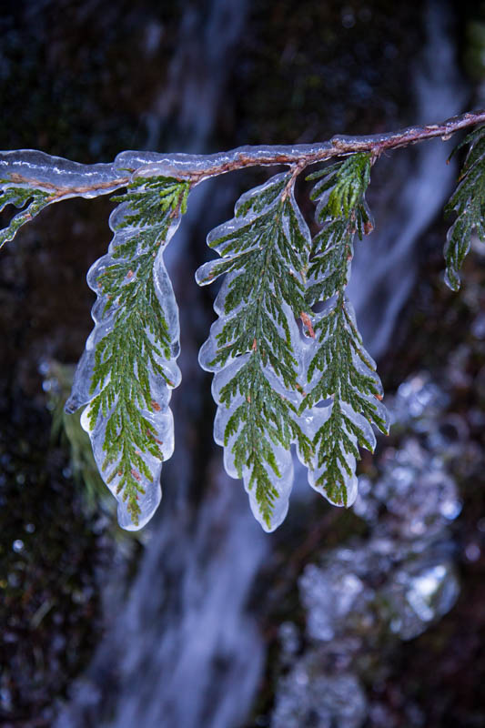 Ice Encased Fir Branch