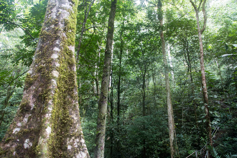 Rainforest Trees