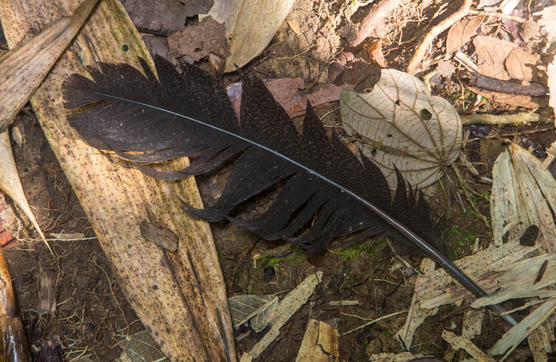 Feather On Forest Floor