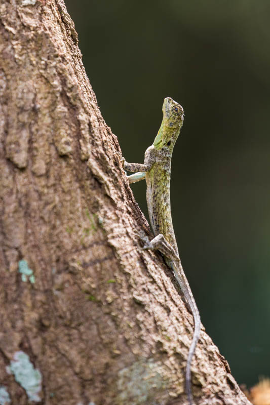 Lizard On Tree Trunk