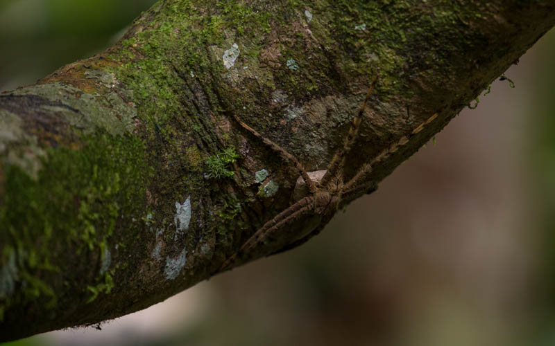 Huntsman Spider Protecting Eggs