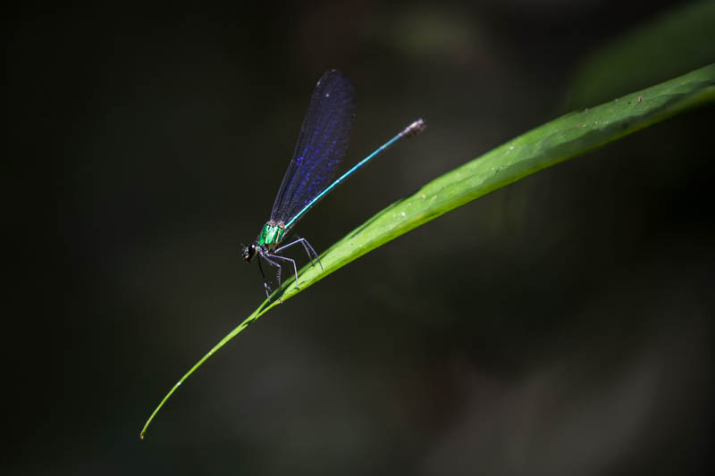 Damselfly