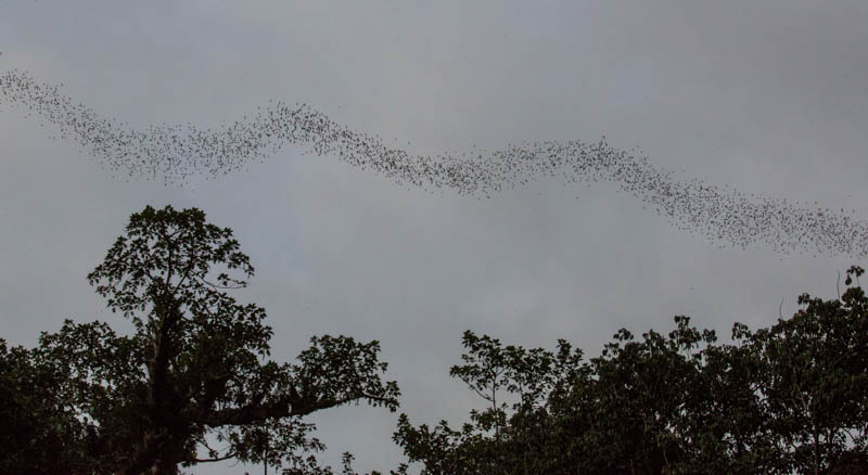 Bats Emerging From Wind Cave