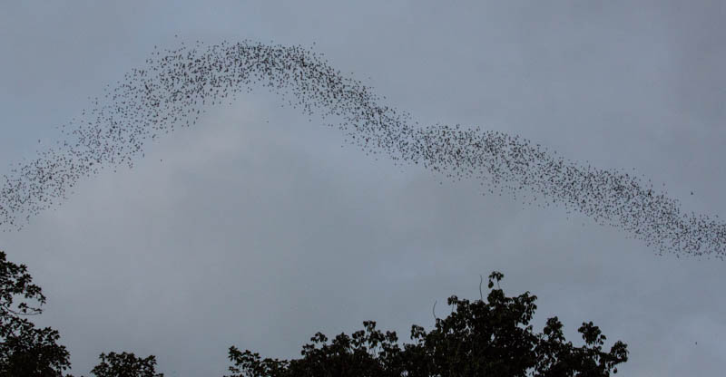 Bats Emerging From Wind Cave