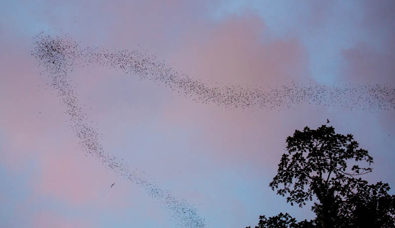 Bats Emerging From Wind Cave