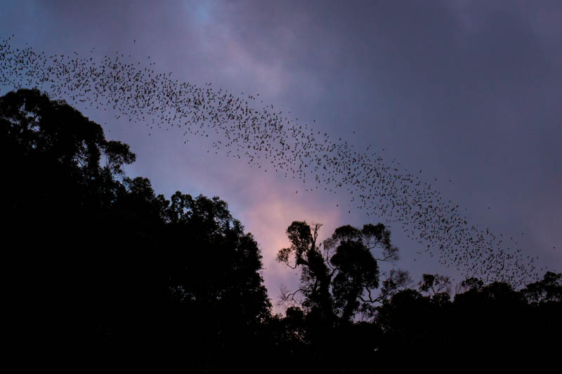 Bats Emerging From Wind Cave