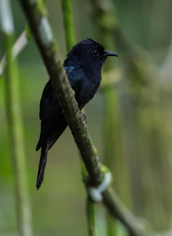 Asian Drongo-Cuckoo