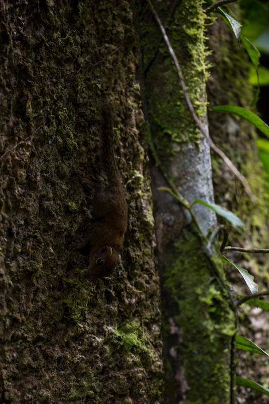 Least Pygmy Squirrel