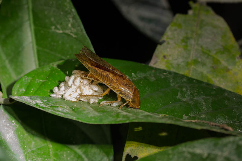 Cockroach Giving Birth