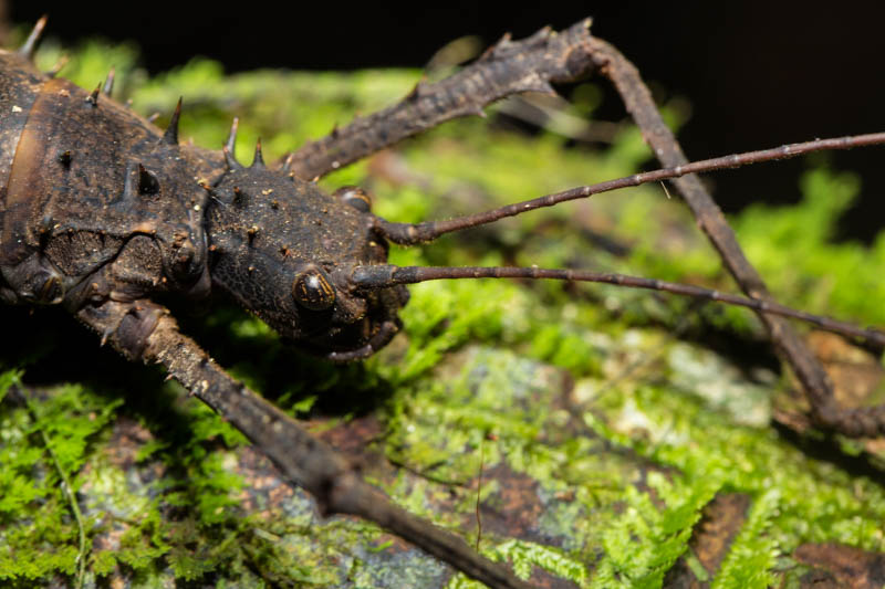 Stick Insect