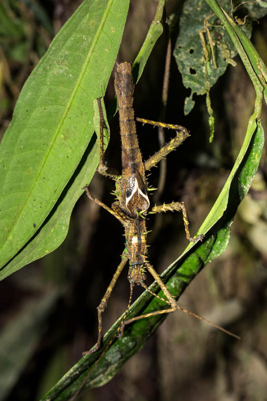 Stick Insect