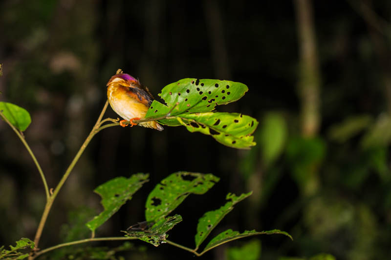 Rufous-Backed Kingfisher