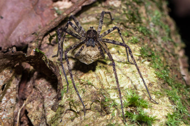 Huntsman Spider Protecting Eggs