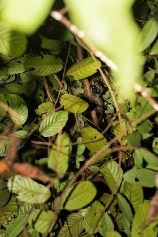 Common Palm Civet