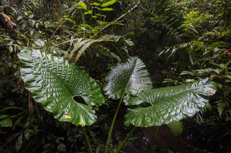 Elephant Ear Plant