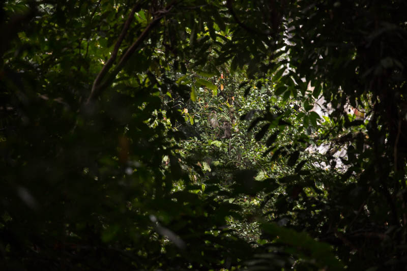Long-Tailed Macaque In Trees
