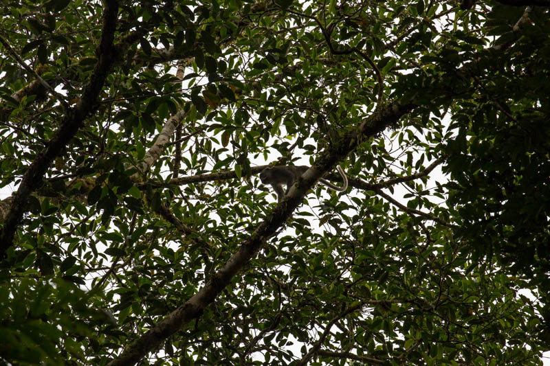 Long-Tailed Macaque In Trees