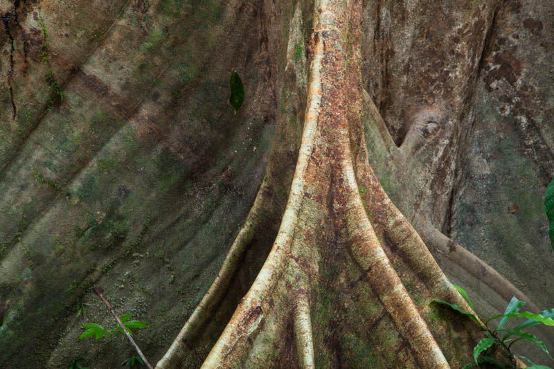 Root Buttress