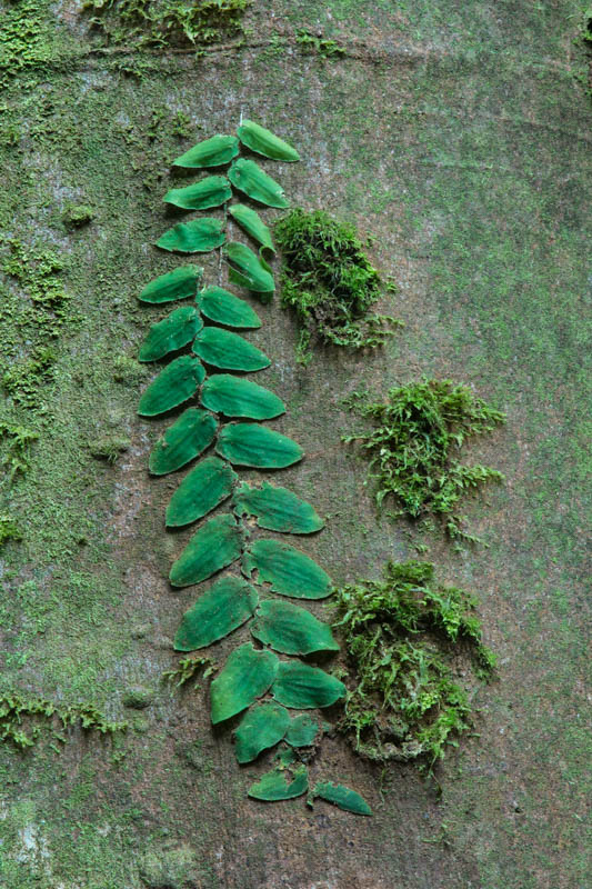 Epiphyte On Tree Trunk