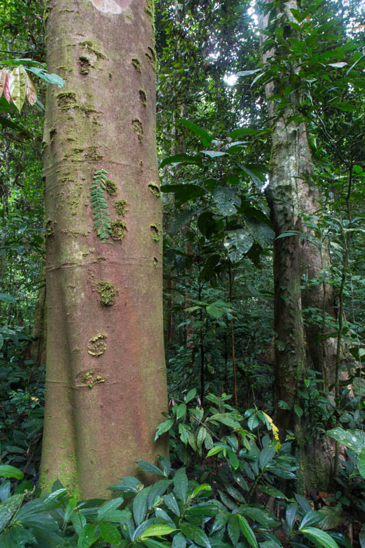 Tree Trunk