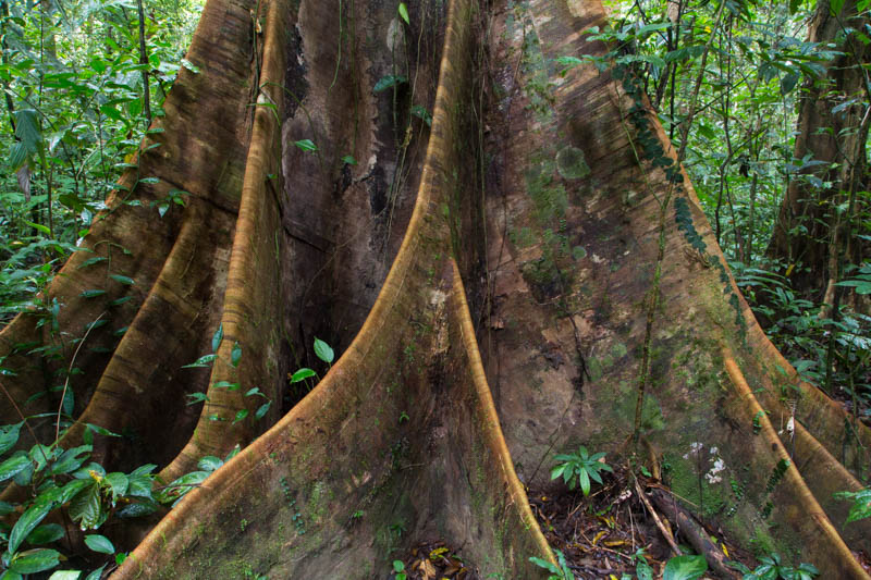 Root Buttress